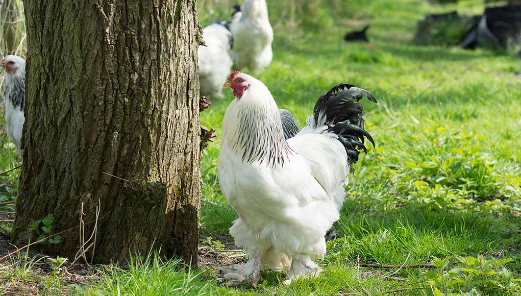Brahma Chicken- Size, Egg Laying, Height and More…