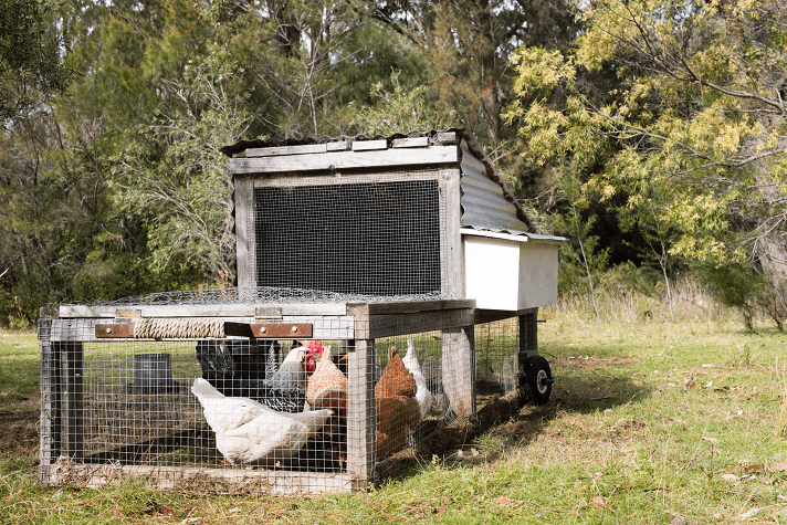 电动围栏鸡和山羊鸡拖拉机