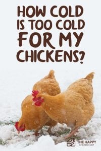 对我的鸡来说多冷才算太冷