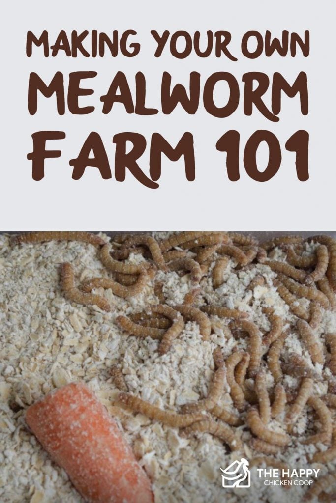 Making Your Own Mealworm Farm