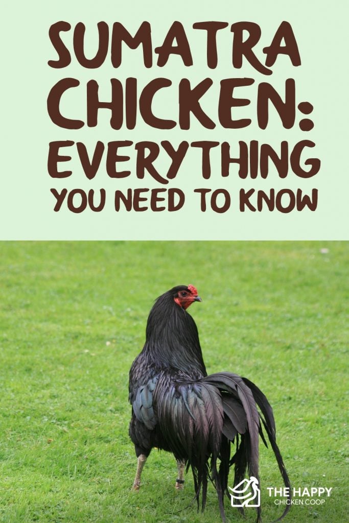 苏门答腊鸡-你需要知道的一切