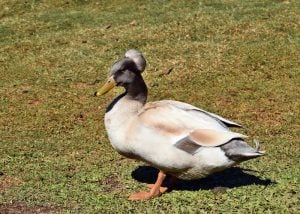 Crested Duck - duck breeds that can't fly