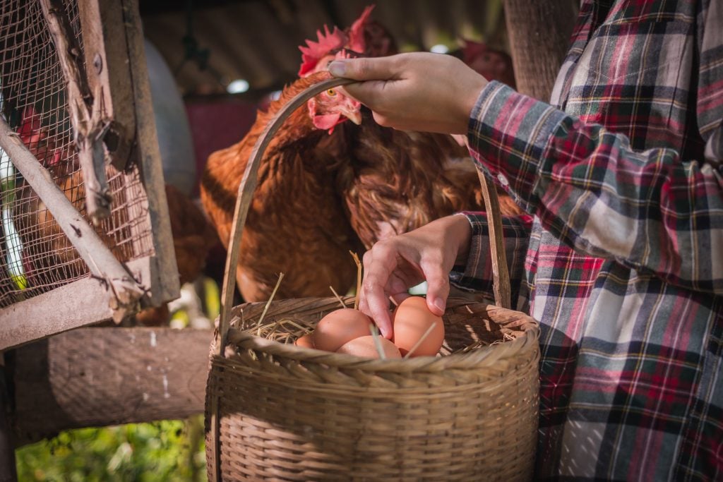 egg laying chicken breeds