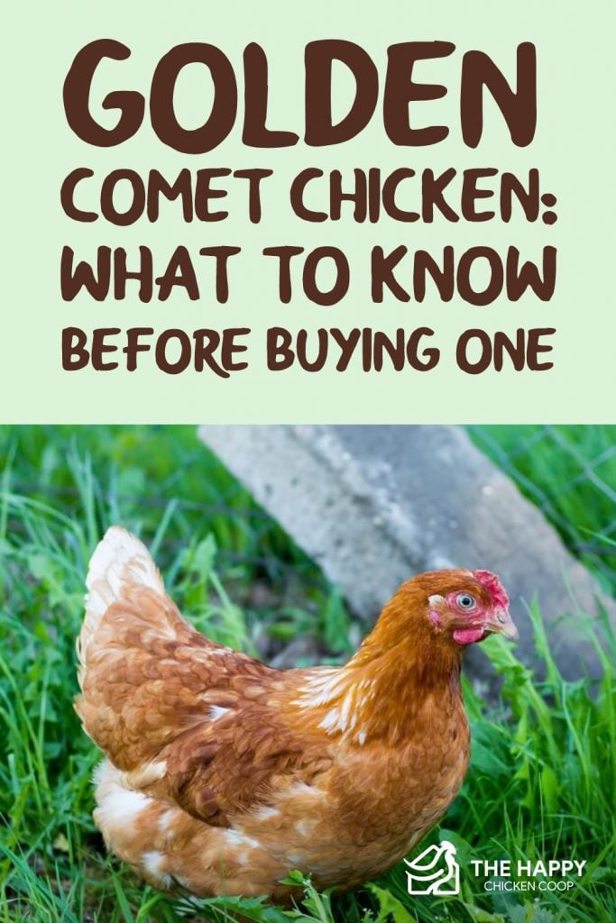 金彗星鸡-买鸡前要知道什么