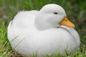 call duck breed - best duck breeds for beginners