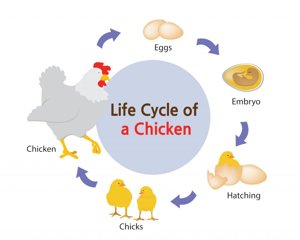 鸡的生命周期