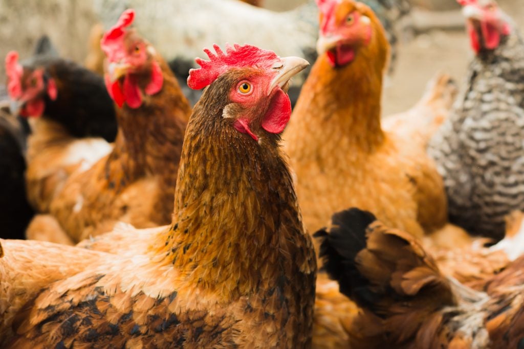 11 ways you can accidentally kill your chickens