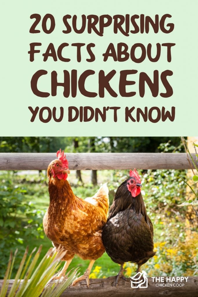 你不知道的关于鸡的20个惊人事实