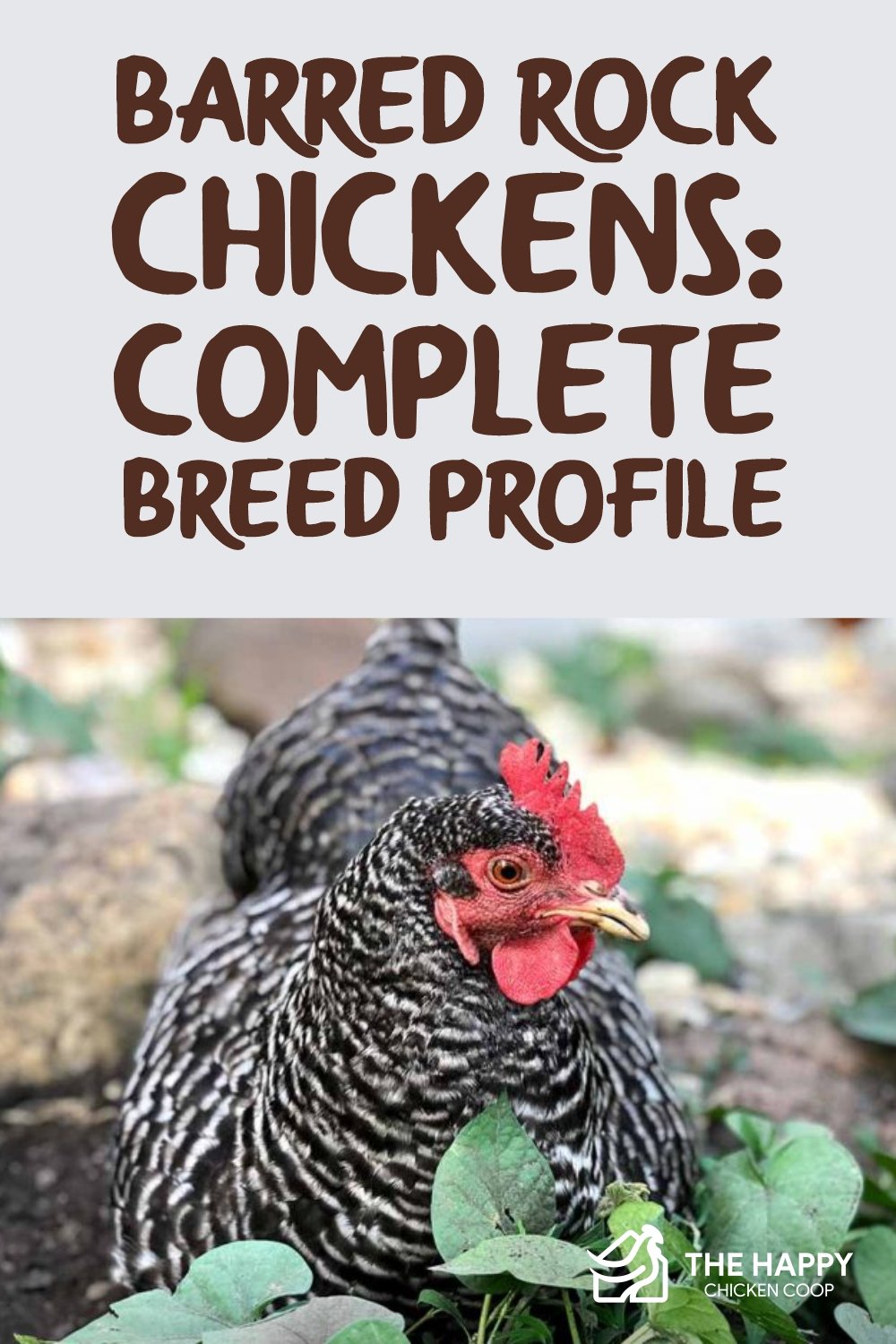 Barred Rock Chickens- Complete Breed Profile