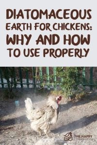 鸡用硅藻土-为什么及如何正确使用