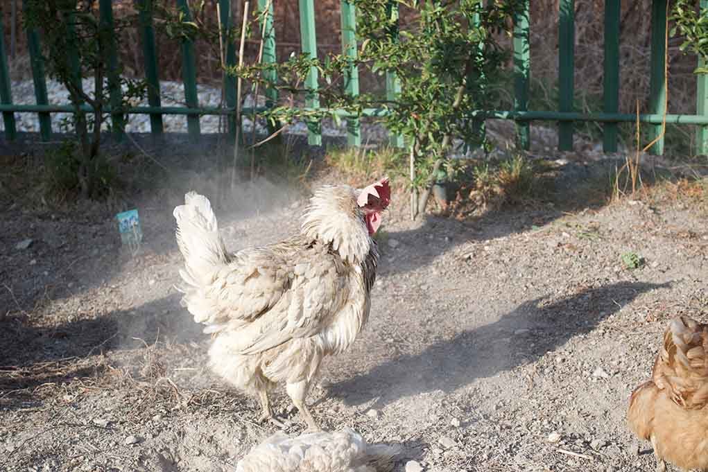 Diatomaceous Earth and chickens