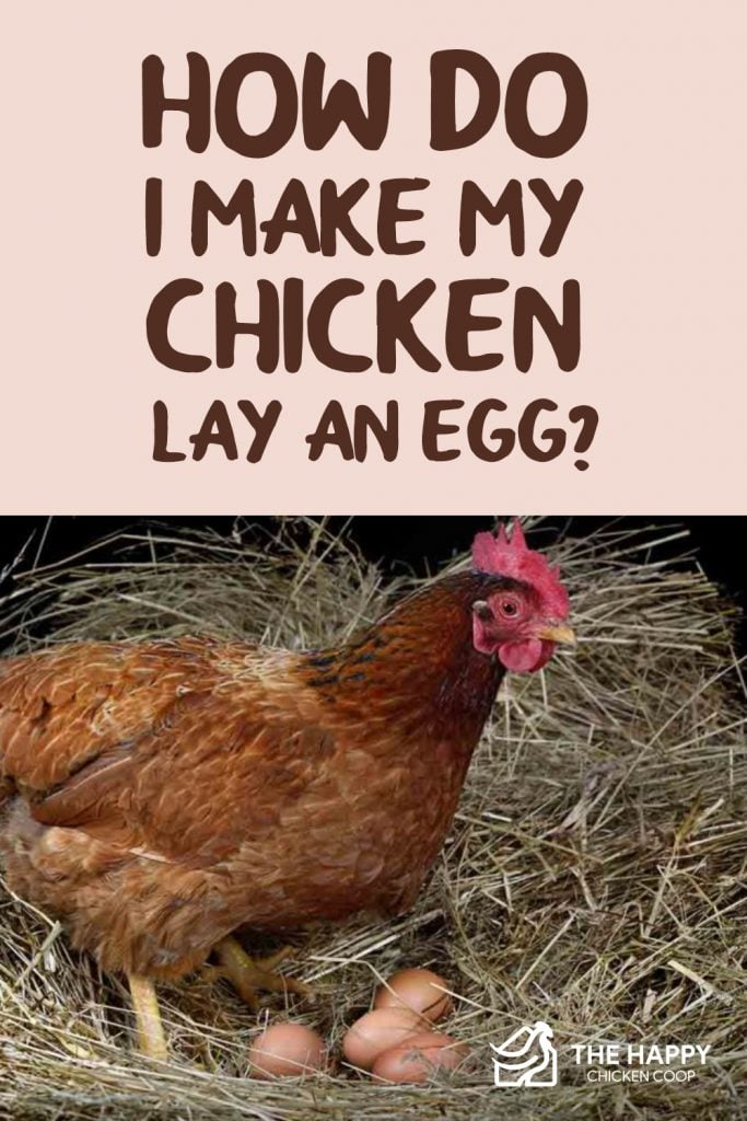 鸡下蛋
