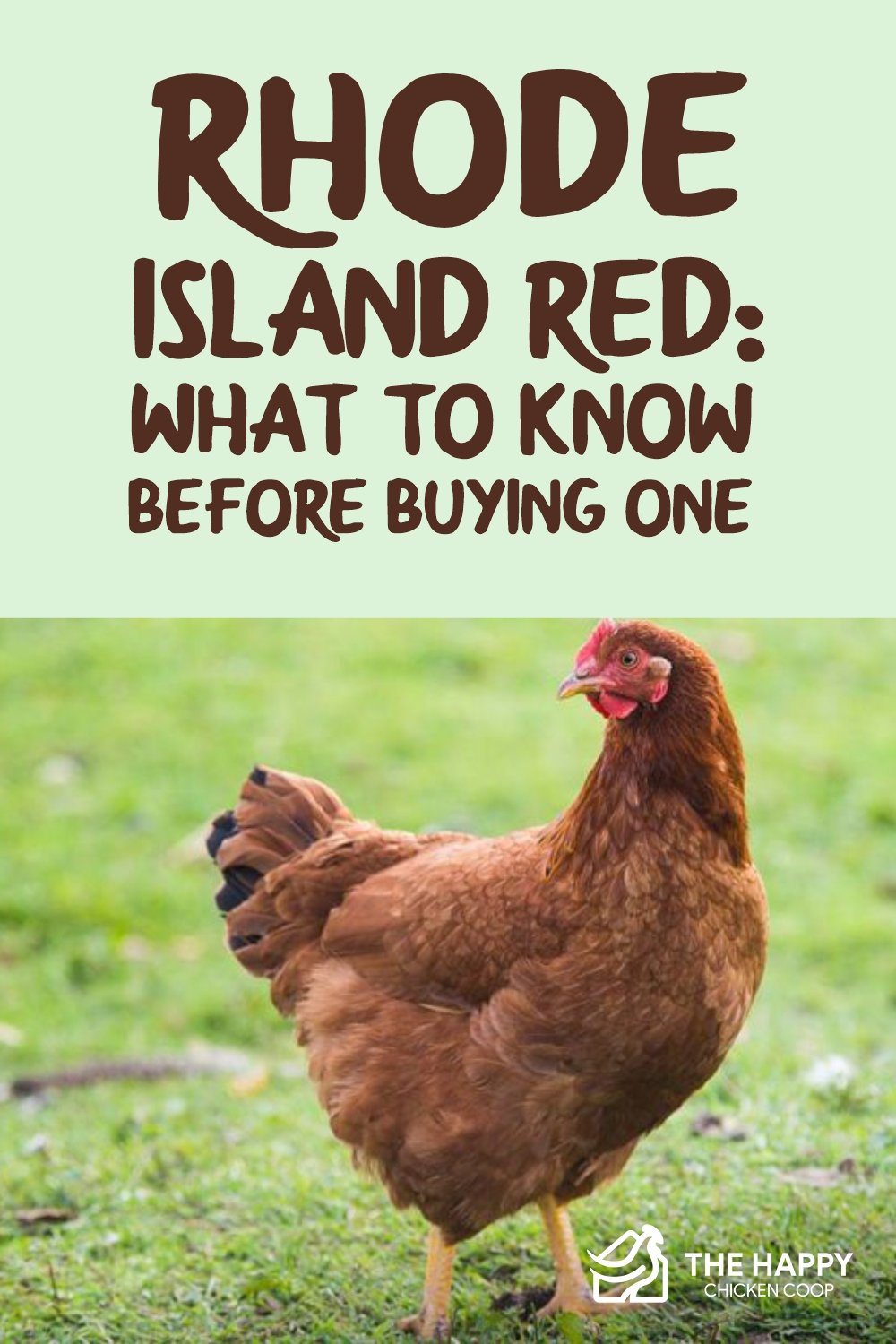 罗德岛红色-购买之前要知道什么