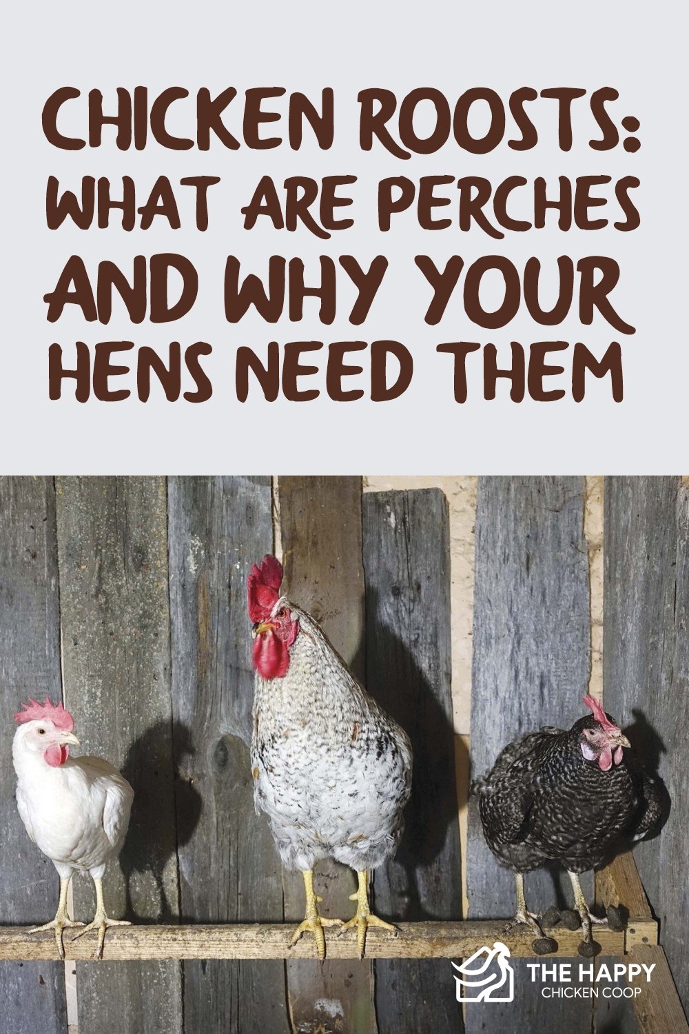 鸡窝-什么是栖地，为什么你的母鸡需要它们