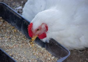 鸡营养-发酵鸡饲料