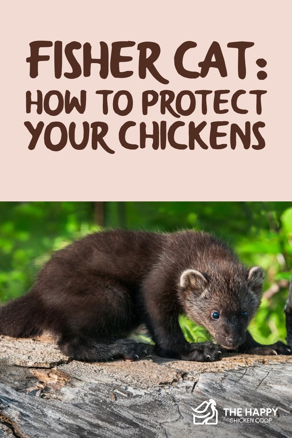 养鸡猫-如何保护你的鸡