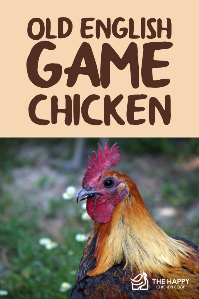 Old English Game Chicken