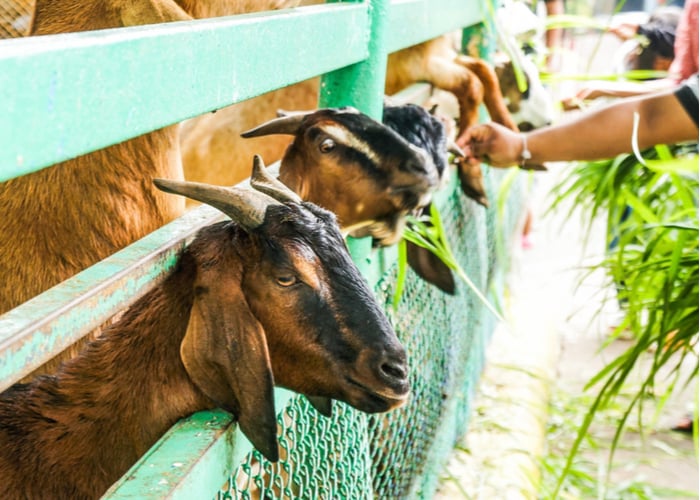 What to Look For in a Goat Feed