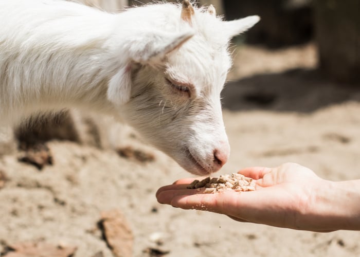 Providing goats with best nutrition