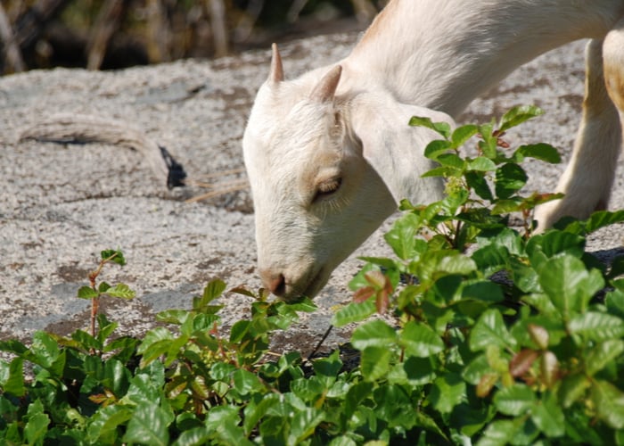 young goat grazes on poison oakyoung goat grazes on poison oak