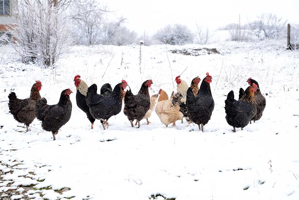在寒冷气候下表现良好的鸡品种