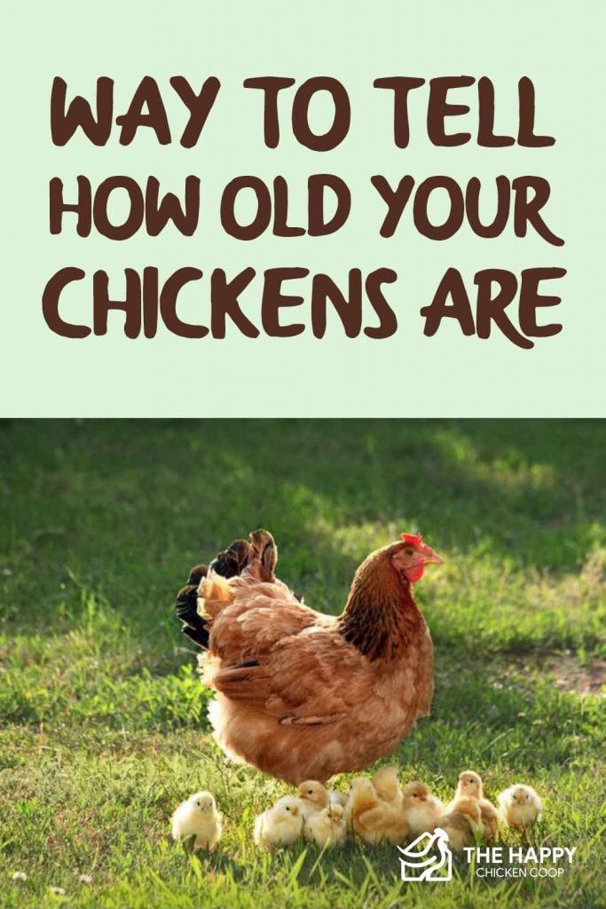 How Old Your Chickens Are