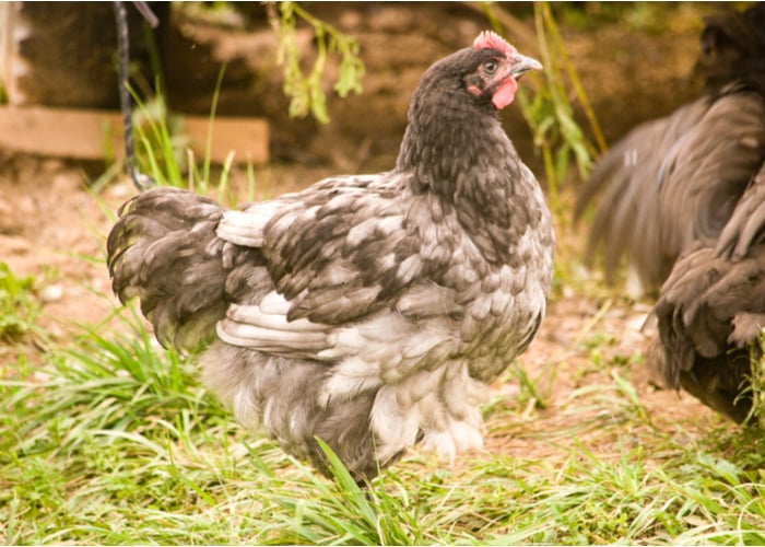 蓝奥平顿鸡品种的历史和背景