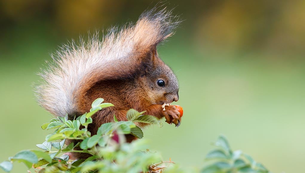 keep squirrels out of your garden
