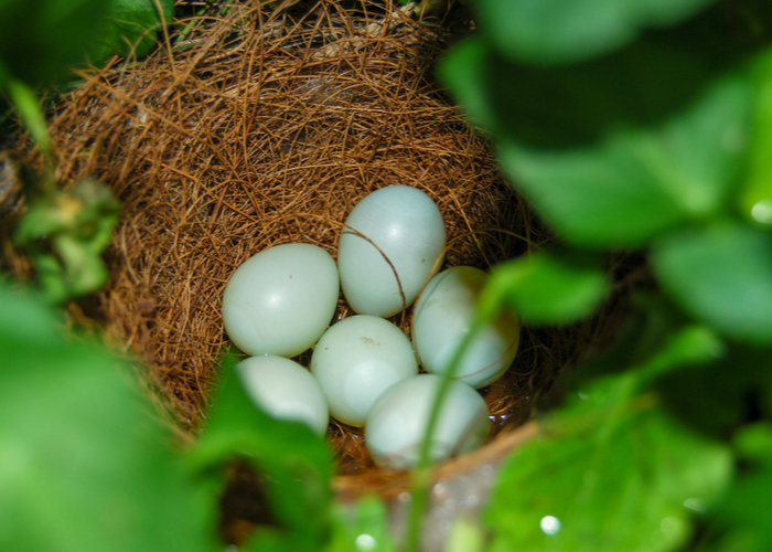 家雀用淡蓝色的蛋筑巢