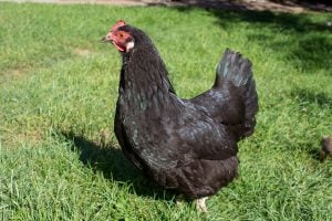 Black Australorp - best chicken breeds for brown eggs
