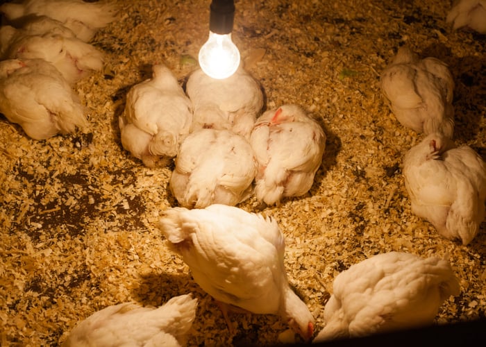 鸡的照明