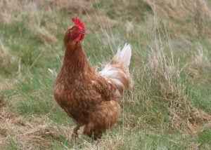 bovan棕色-最好的商业鸡品种