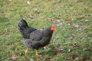 Plymouth Rock - best chicken breeds for brown eggs