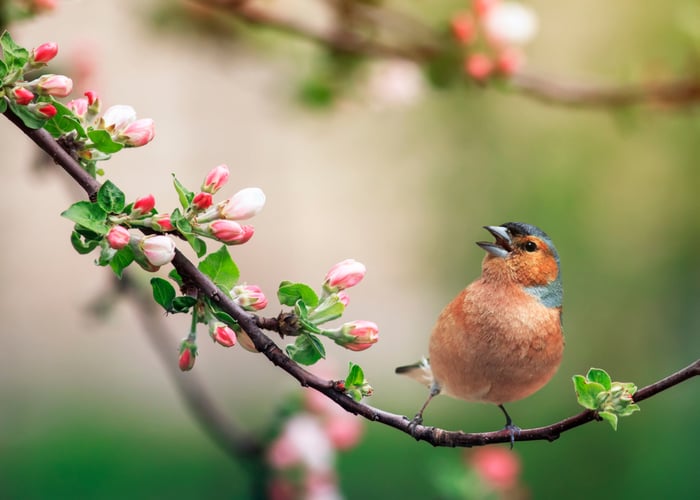 春雀-一种美丽的鸣禽