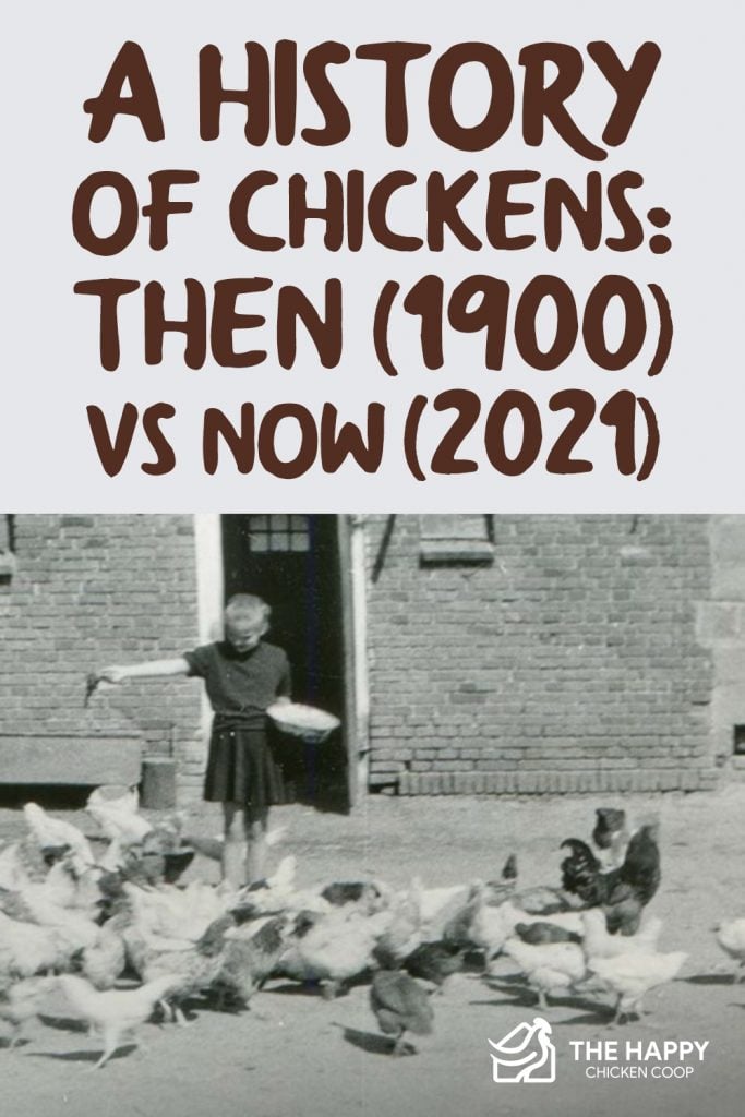 鸡的历史