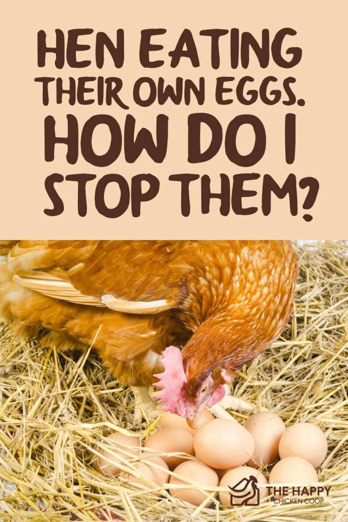 母鸡吃自己的蛋
