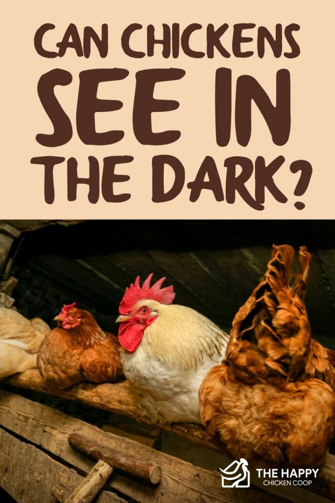 鸡能在黑暗中看见东西