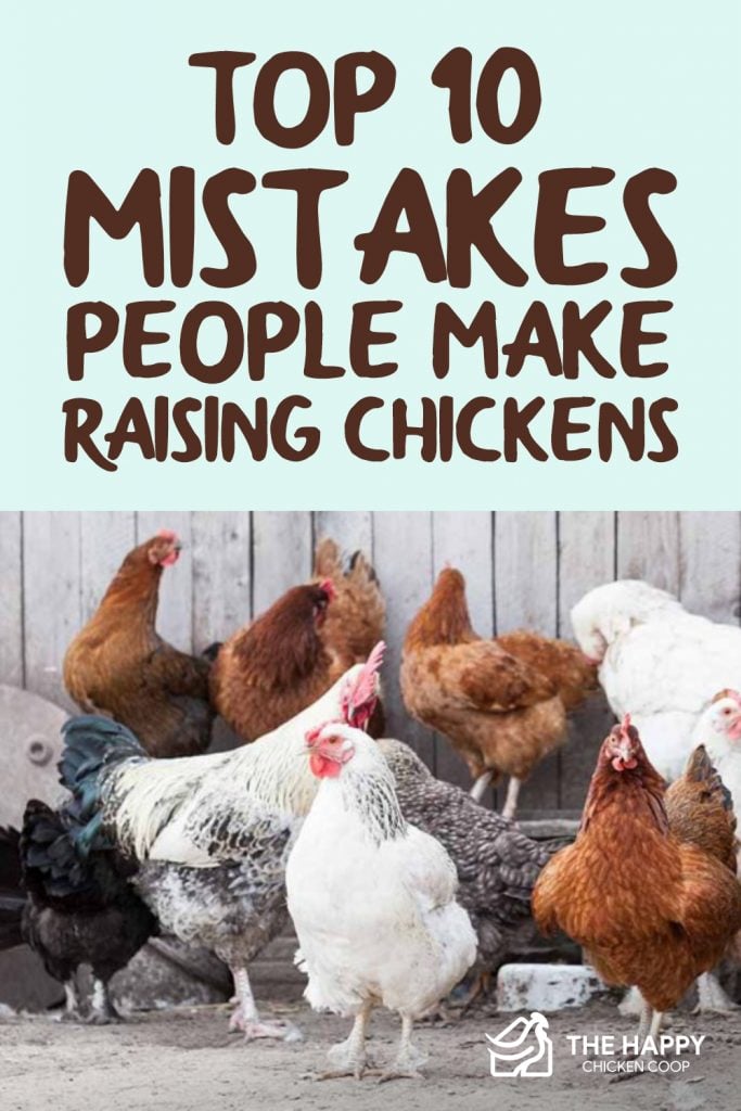 人们养鸡常犯的十大错误