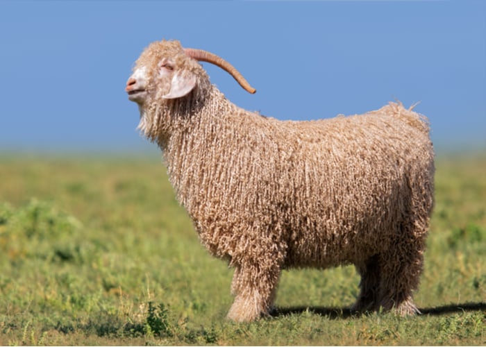 Angora long haired goat breed