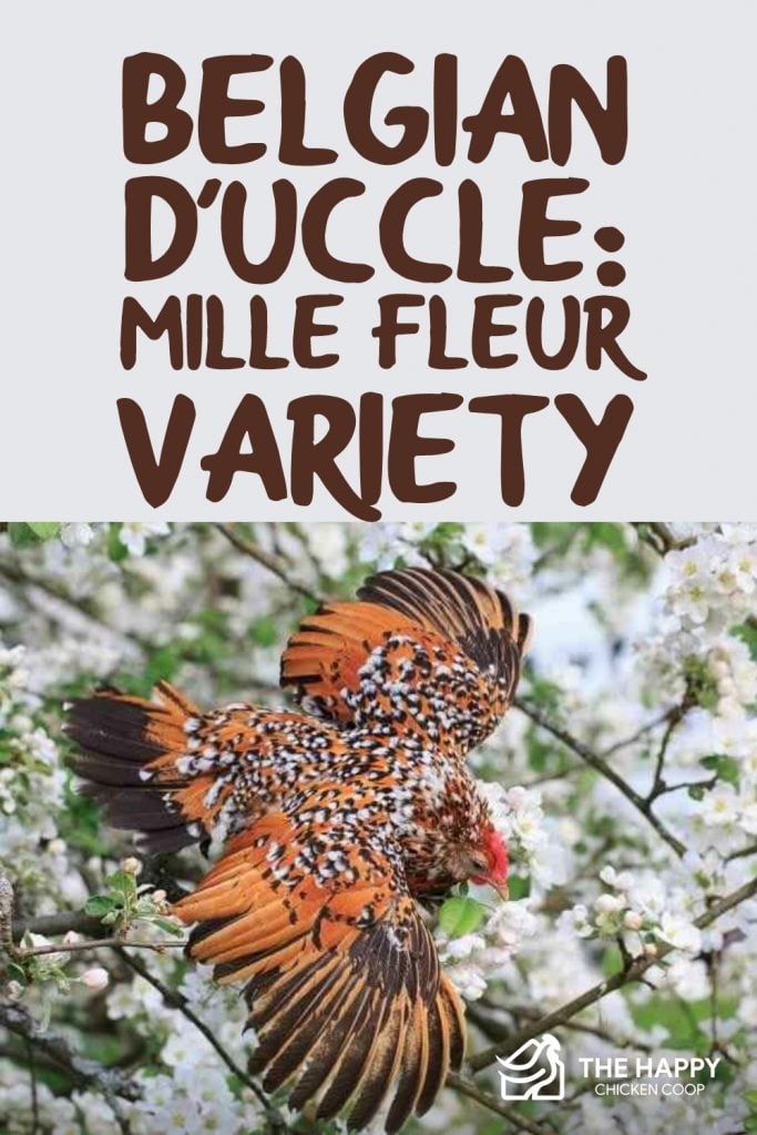 比利时D-Uccle- Mille Fleur品种