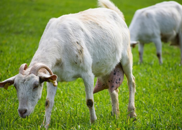 Best dairy goat breeds: Saanen