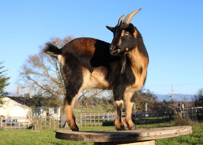 Nigerian dwarf goat breeds with horns