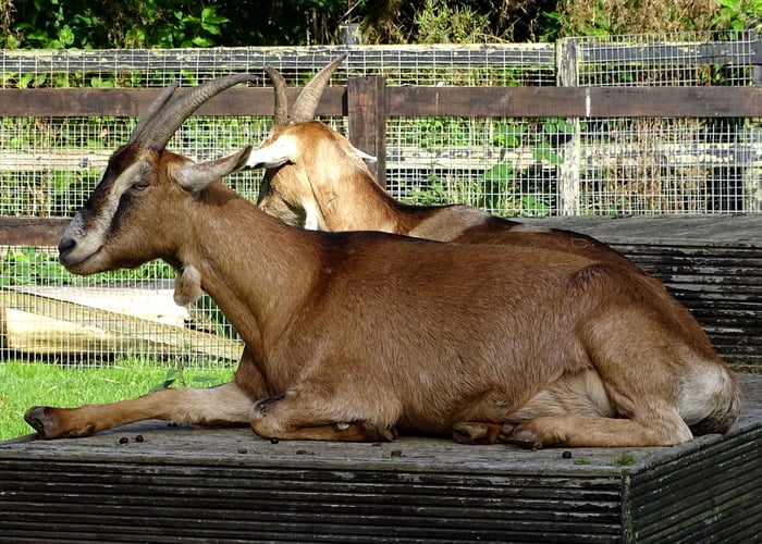 goat breeds with horns Toggenburg