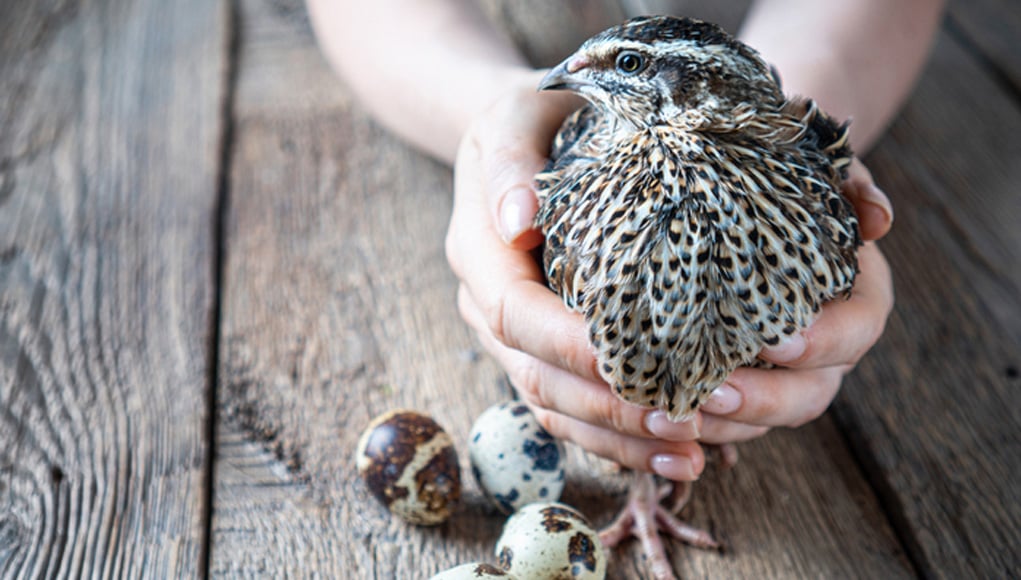 How to get quails to lay eggs
