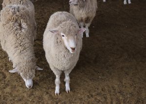 Pygora山羊品种