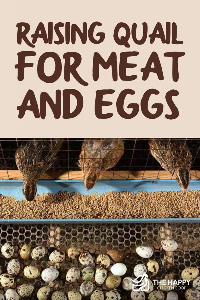 饲养鹌鹑以获取肉和蛋