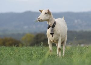 第三种用于家庭牧场的肉羊品种——西班牙山羊