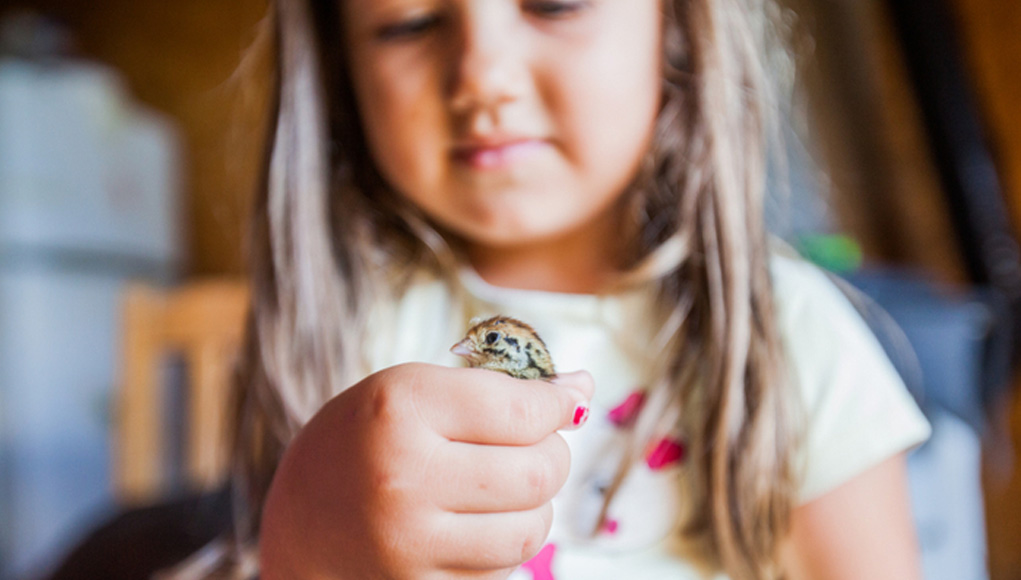 What raising quails can teach children