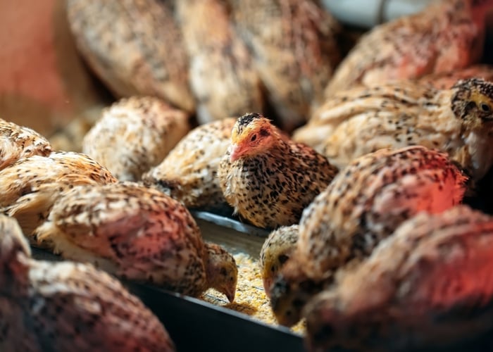 breeding quails featured image