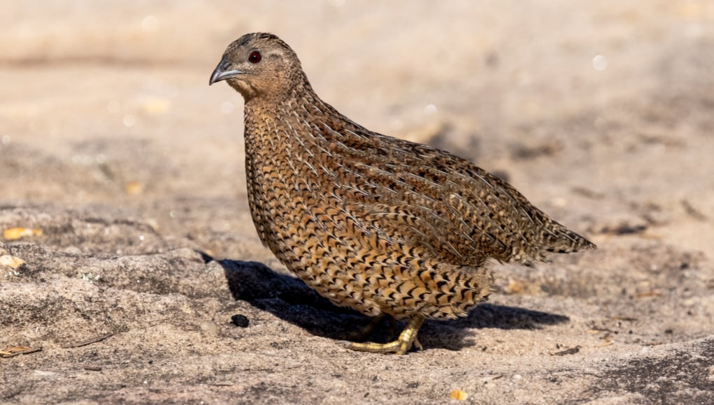 where to get quails and what to look for